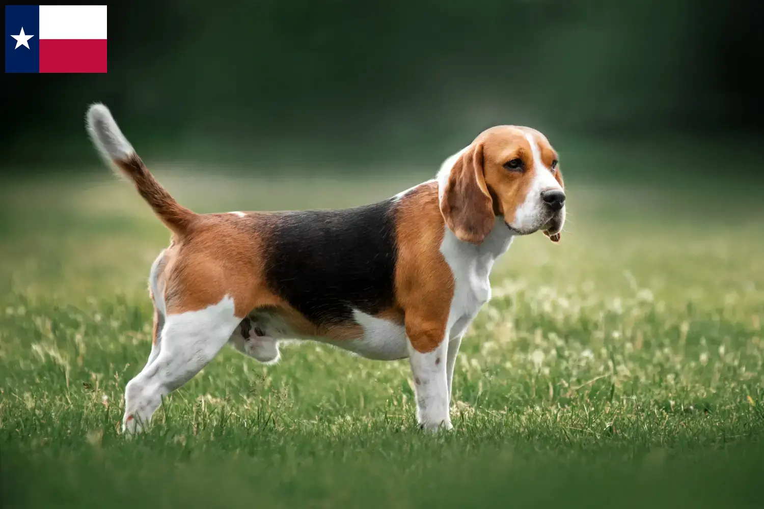 Beagle puppies and breeders Texas Find Beagle breeders in Texas here.