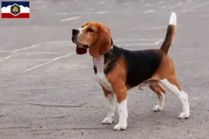 Read more about the article Beagle breeders and puppies in Utah