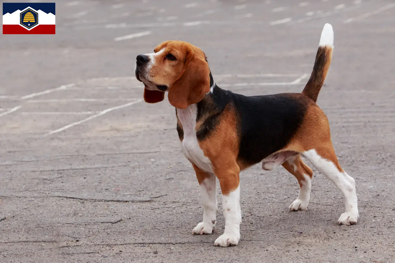 Beagle puppies and breeders Utah Find Beagle breeders in Utah.