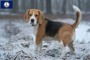 Read more about the article Beagle breeders and puppies in Virginia