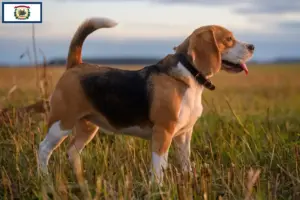 Read more about the article Beagle breeders and puppies in West Virginia