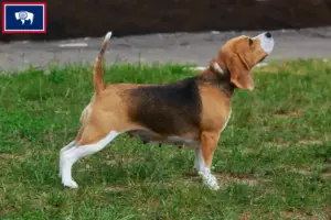 Read more about the article Beagle breeders and puppies in Wyoming