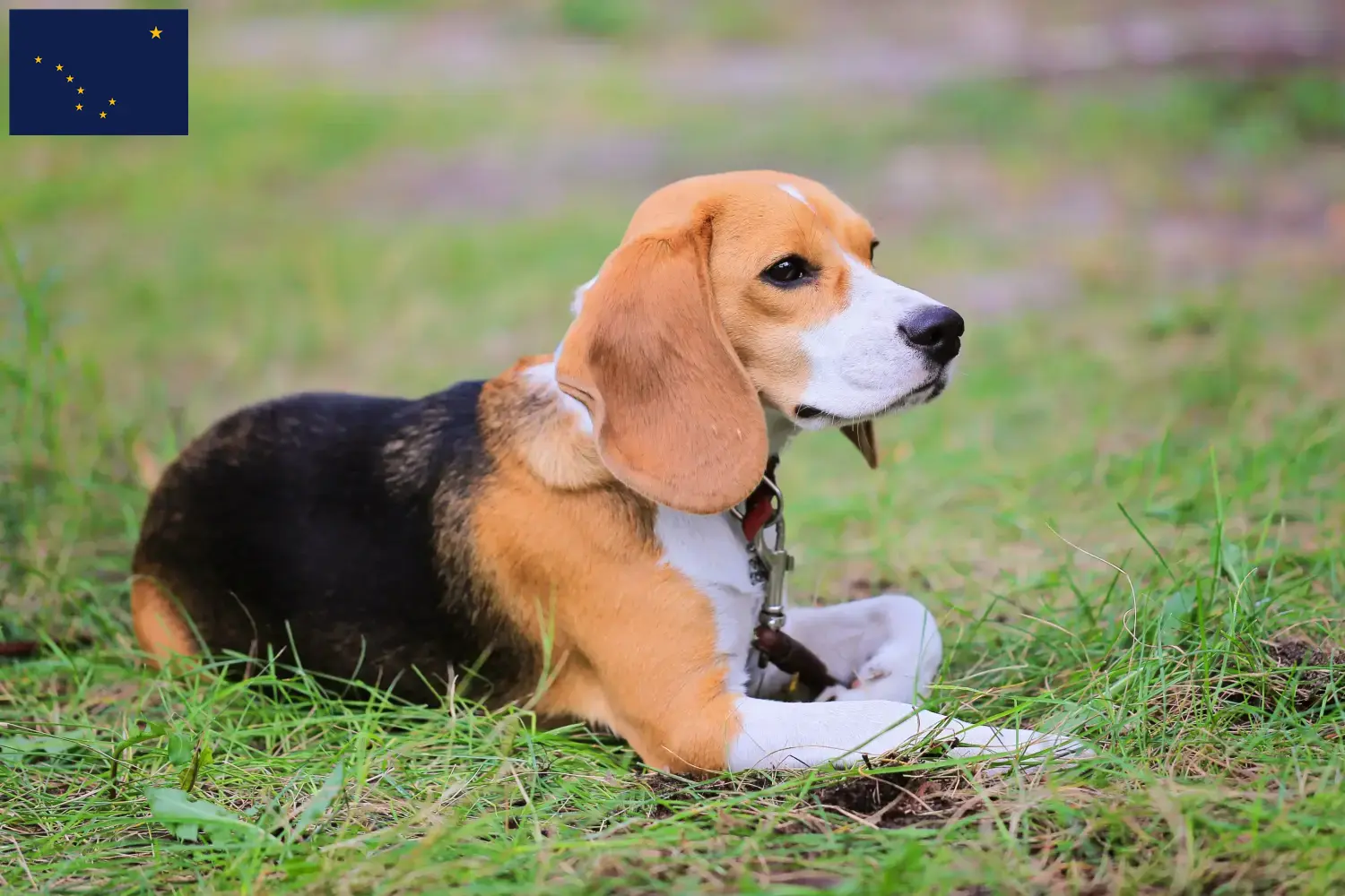 Read more about the article Beagle Harrier breeders and puppies in Alaska