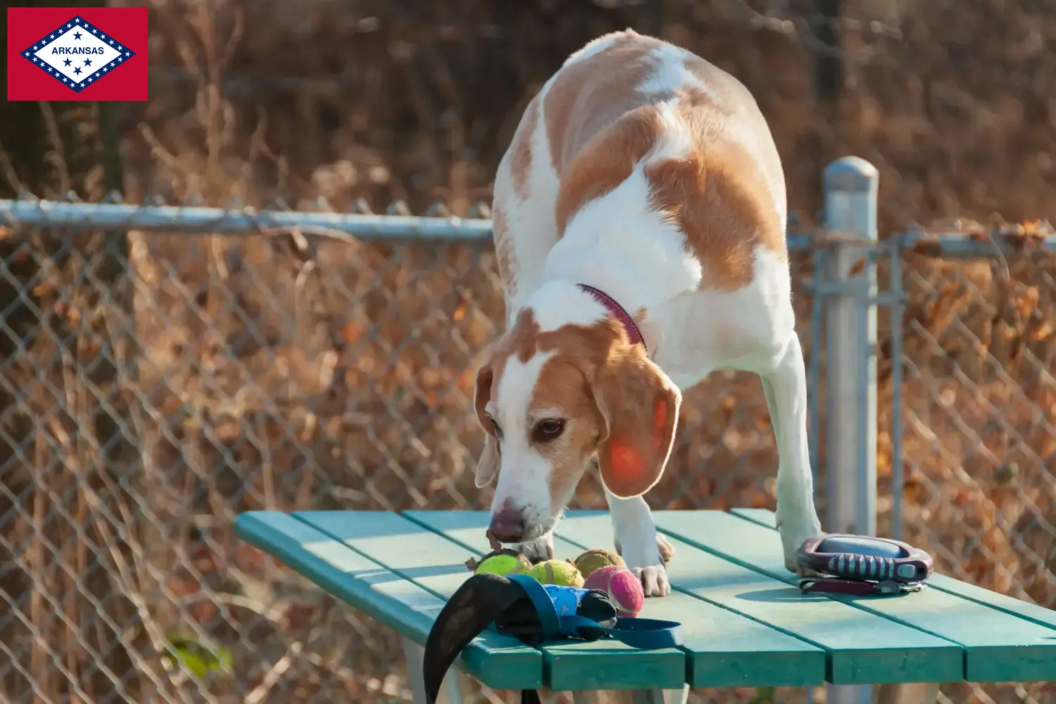 Read more about the article Beagle Harrier breeders and puppies in Arkansas