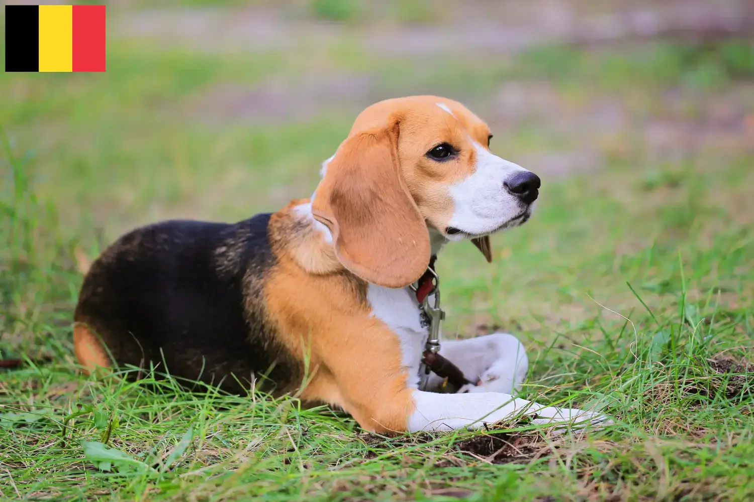 Read more about the article Beagle Harrier breeders and puppies in Belgium