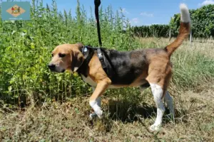 Read more about the article Beagle Harrier breeders and puppies in Delaware