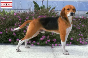 Read more about the article Beagle Harrier breeders and puppies in Drenthe