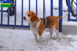 Read more about the article Beagle Harrier breeders and puppies in Flevoland