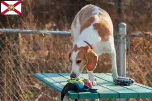 Read more about the article Beagle Harrier breeders and puppies in Florida