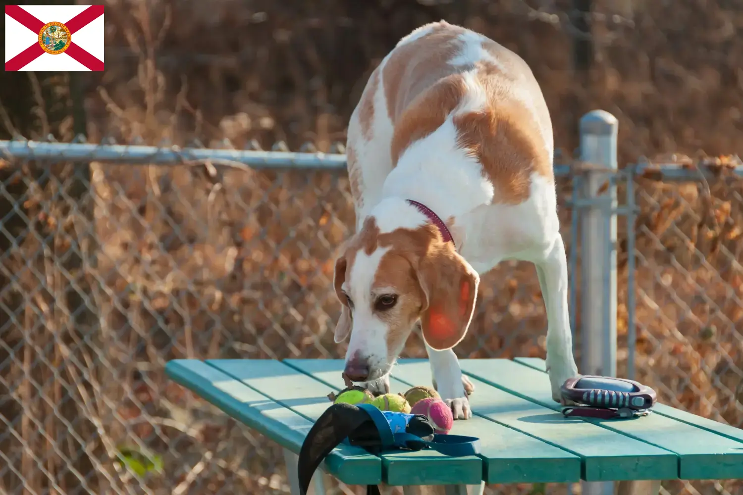 Beagle Harrier puppies and breeders Florida Find Beagle Harrier breeders in Florida.