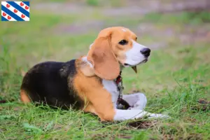 Read more about the article Beagle Harrier breeders and puppies in Friesland