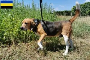 Read more about the article Beagle Harrier breeders and puppies in Gelderland