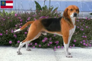 Read more about the article Beagle Harrier breeders and puppies in Georgia