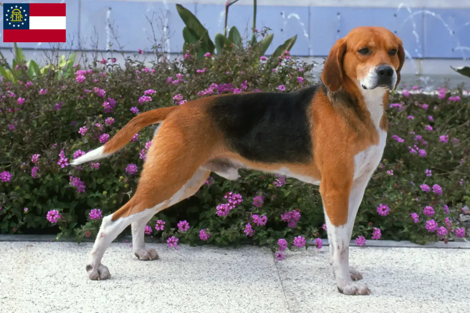 Beagle Harrier puppies and breeders Georgia Find Beagle Harrier breeders in Georgia.