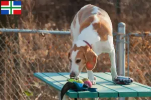Read more about the article Beagle Harrier breeders and puppies in Groningen