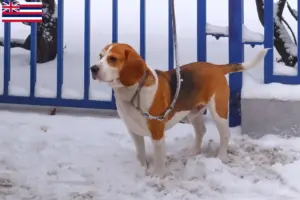 Read more about the article Beagle Harrier breeders and puppies in Hawaii