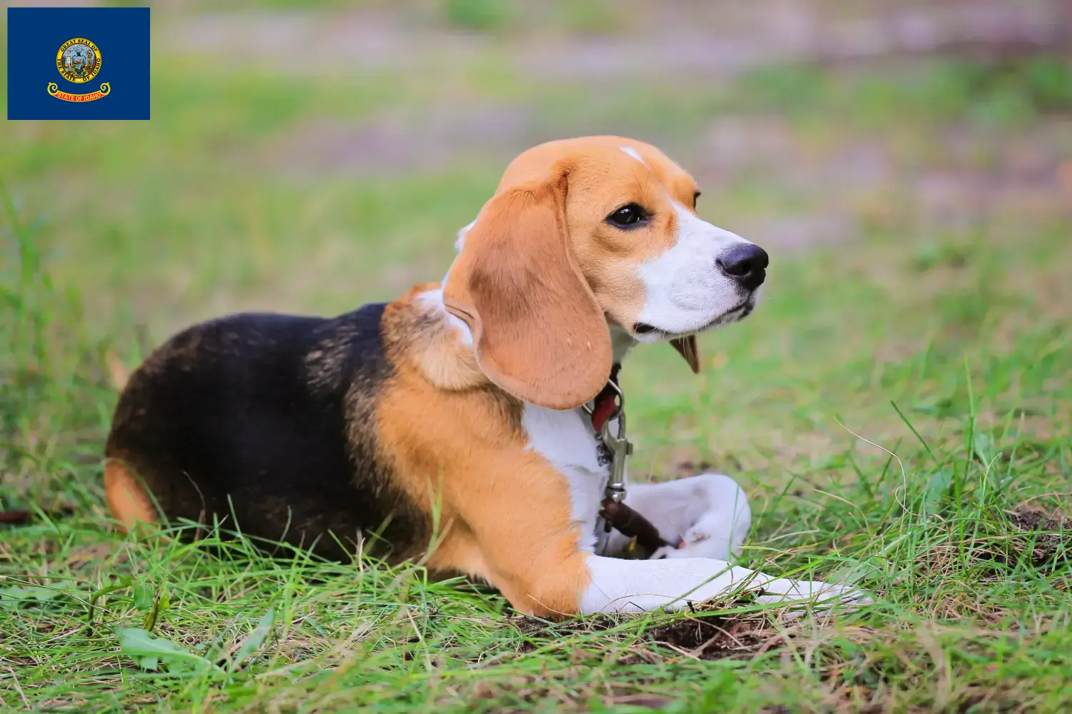 Beagle Harrier puppies and breeders Idaho Find Beagle Harrier breeders in Idaho.