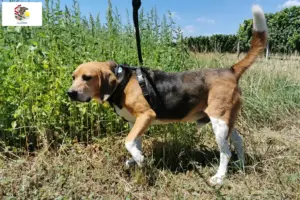 Read more about the article Beagle Harrier breeders and puppies in Illinois