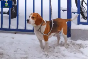 Read more about the article Beagle Harrier breeders and puppies in Kansas