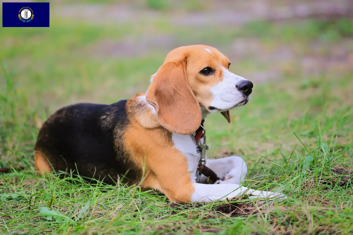 Read more about the article Beagle Harrier breeders and puppies in Kentucky