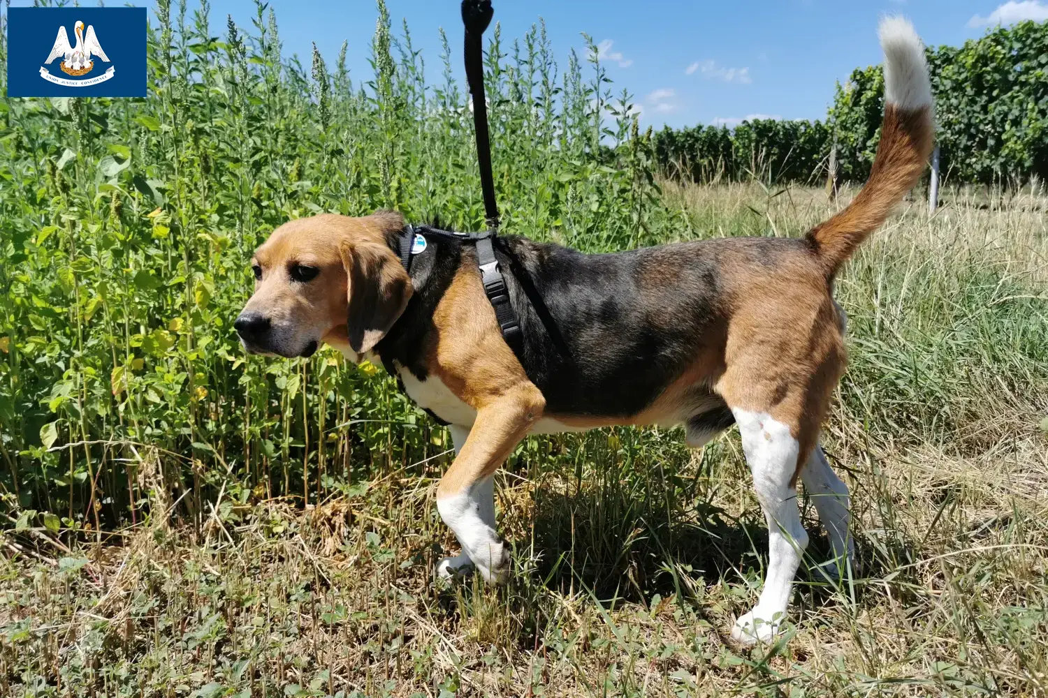 Read more about the article Beagle Harrier breeders and puppies in Louisiana