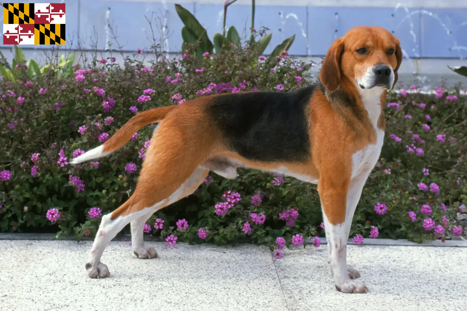 Read more about the article Beagle Harrier breeders and puppies in Maryland