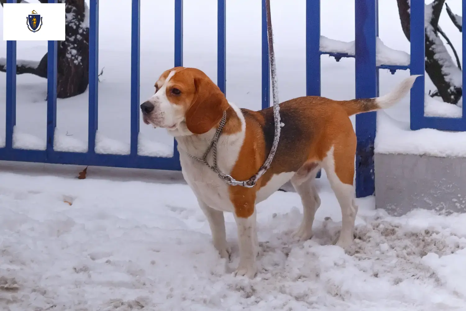 Read more about the article Beagle Harrier breeders and puppies in Massachusetts