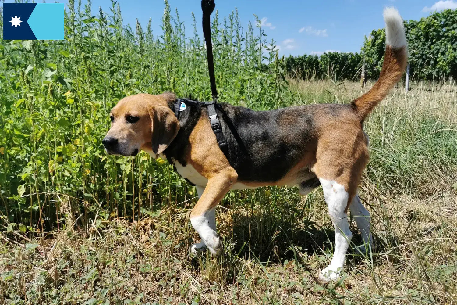 Read more about the article Beagle Harrier breeders and puppies in Minnesota