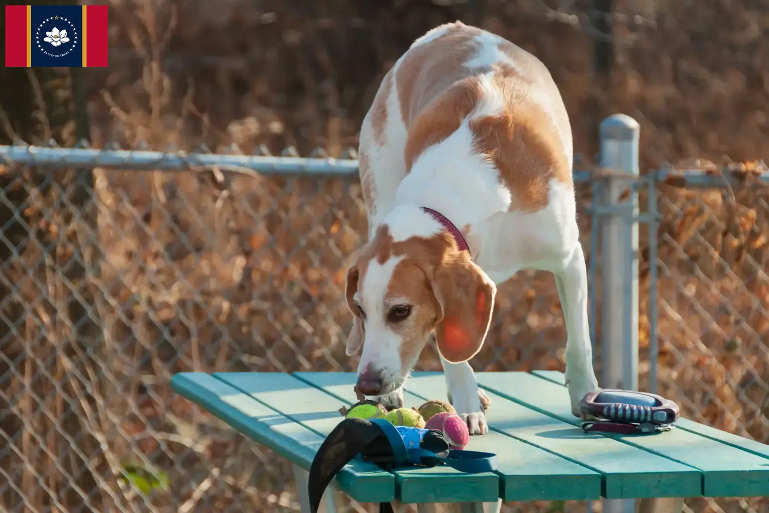 Read more about the article Beagle Harrier breeders and puppies in Mississippi