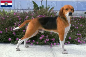 Read more about the article Beagle Harrier breeders and puppies in Missouri