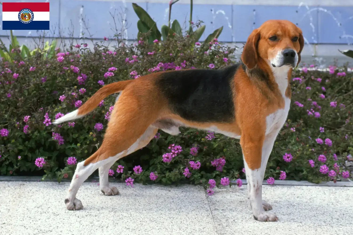 Read more about the article Beagle Harrier breeders and puppies in Missouri
