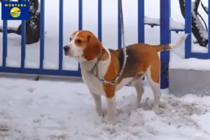 Read more about the article Beagle Harrier breeders and puppies in Montana