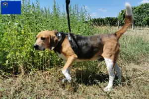 Read more about the article Beagle Harrier breeders and puppies in Nevada
