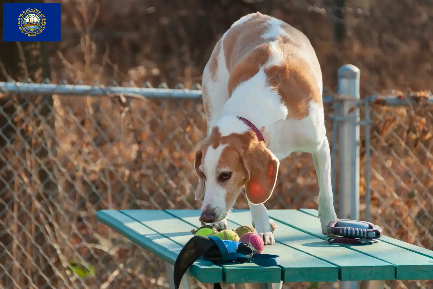 Beagle Harrier puppies and breeders New Hampshire Find Beagle Harrier breeders in New Hampshire.