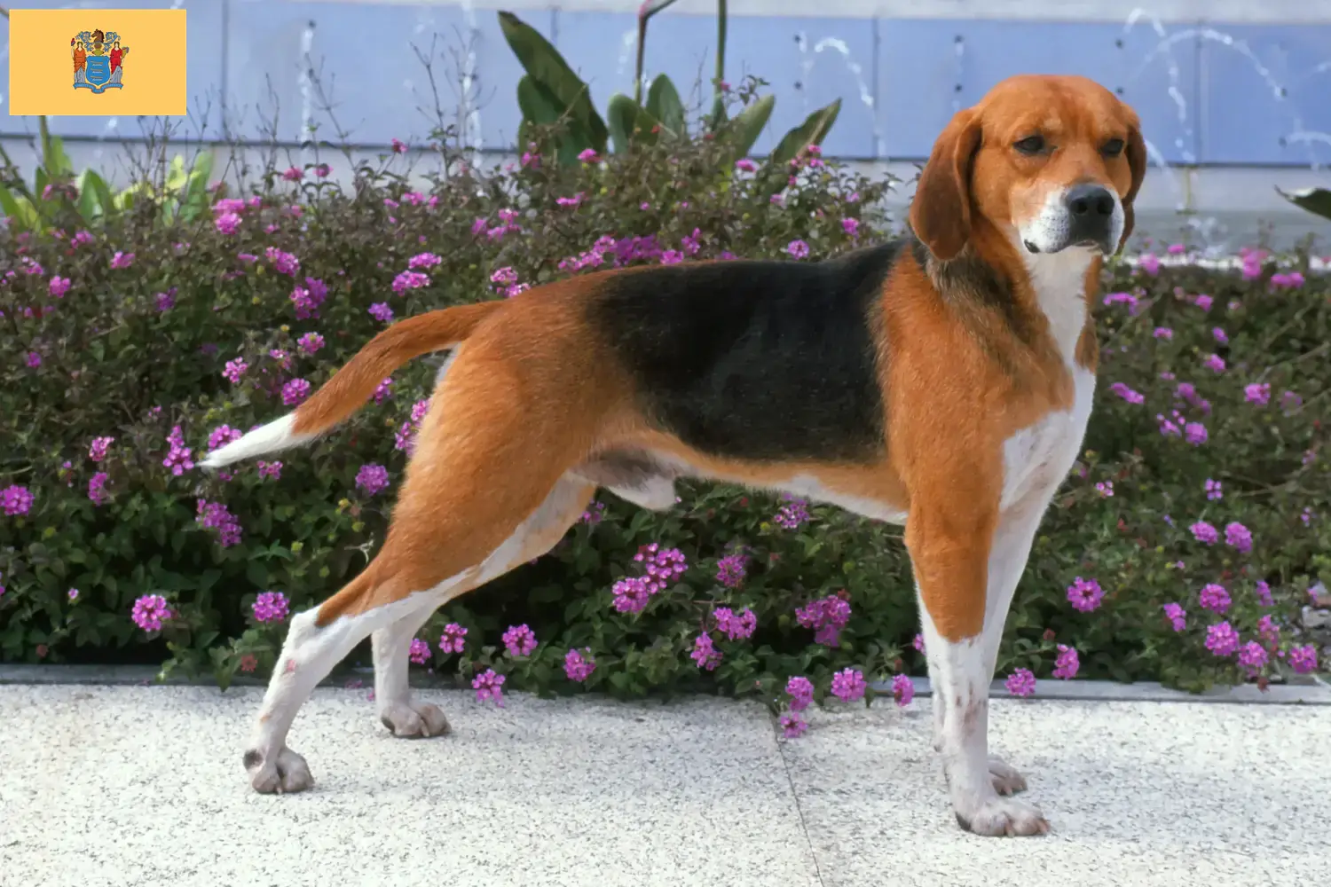 Beagle Harrier puppies and breeders New Jersey Find Beagle Harrier breeders in New Jersey.
