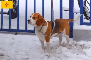 Read more about the article Beagle Harrier breeders and puppies in New Mexico