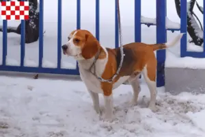 Read more about the article Beagle Harrier breeders and puppies in North Brabant