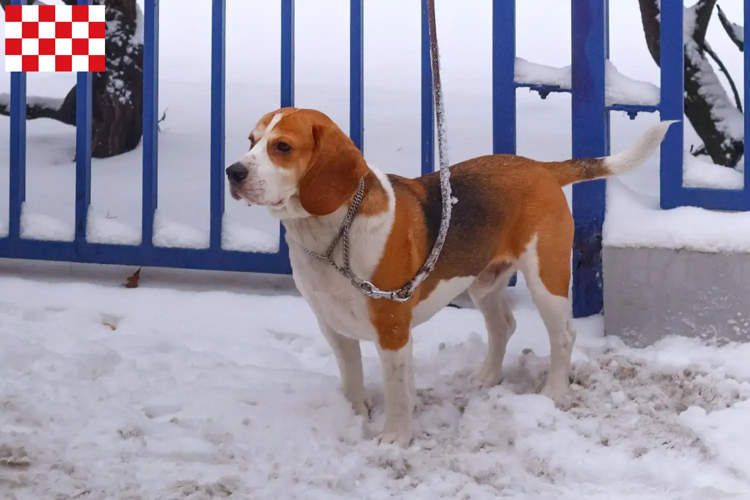 Beagle Harrier puppies and breeders North Brabant Find Beagle Harrier breeders in North Brabant.