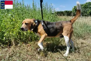 Read more about the article Beagle Harrier breeders and puppies in North Carolina