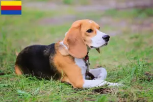Read more about the article Beagle Harrier breeders and puppies in North Holland