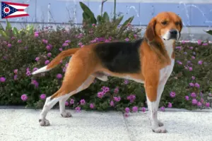 Read more about the article Beagle Harrier breeders and puppies in Ohio