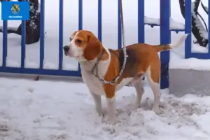 Read more about the article Beagle Harrier breeders and puppies in Oklahoma