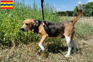Read more about the article Beagle Harrier breeders and puppies in Overijssel