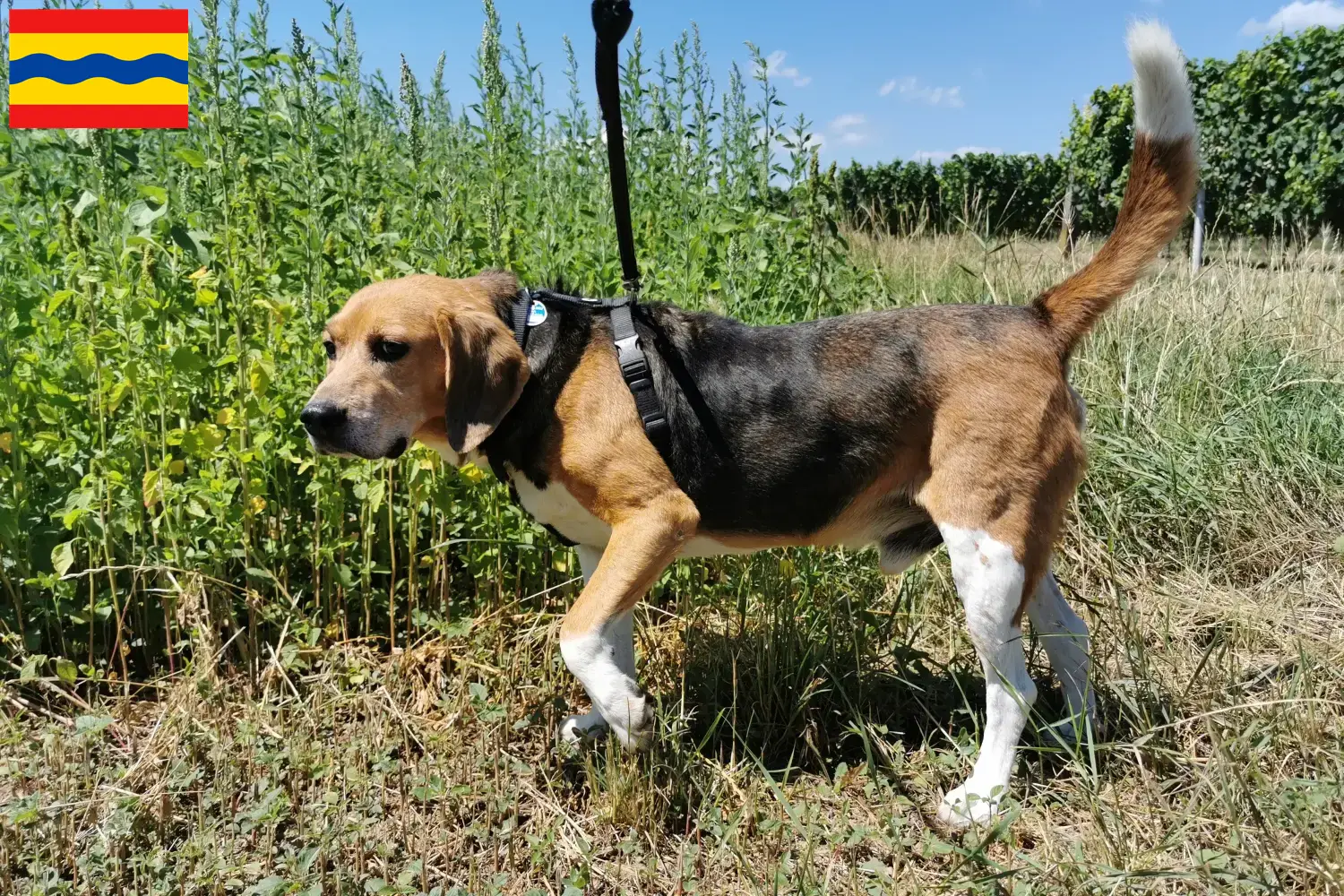 Beagle Harrier puppies and breeders Overijssel Find Beagle Harrier breeders in Overijssel.