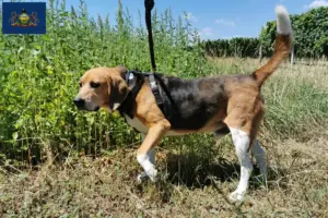 Read more about the article Beagle Harrier breeders and puppies in Pennsylvania