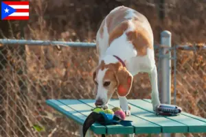 Read more about the article Beagle Harrier breeders and puppies in Puerto Rico