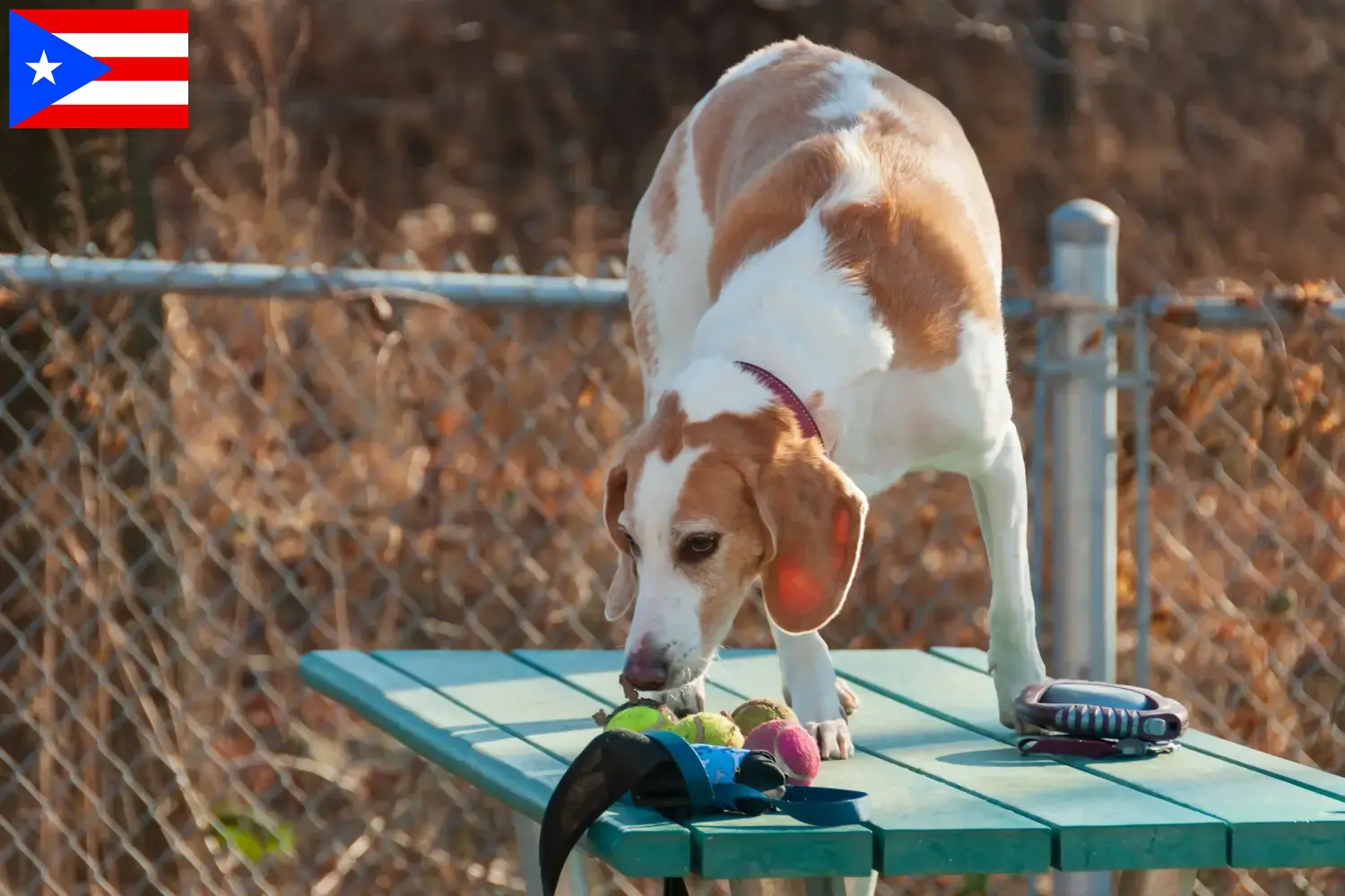 Beagle Harrier puppies and breeders Puerto Rico Find Beagle Harrier breeders in Puerto Rico.