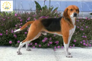 Read more about the article Beagle Harrier breeders and puppies in Rhode Island
