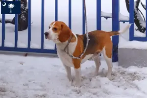 Read more about the article Beagle Harrier breeders and puppies in South Carolina