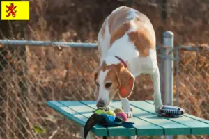 Read more about the article Beagle Harrier breeders and puppies in South Holland